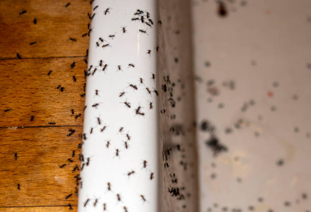 Best Commercial Pest Control Services  in North College Hill, OH